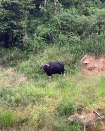 Sighting photo
